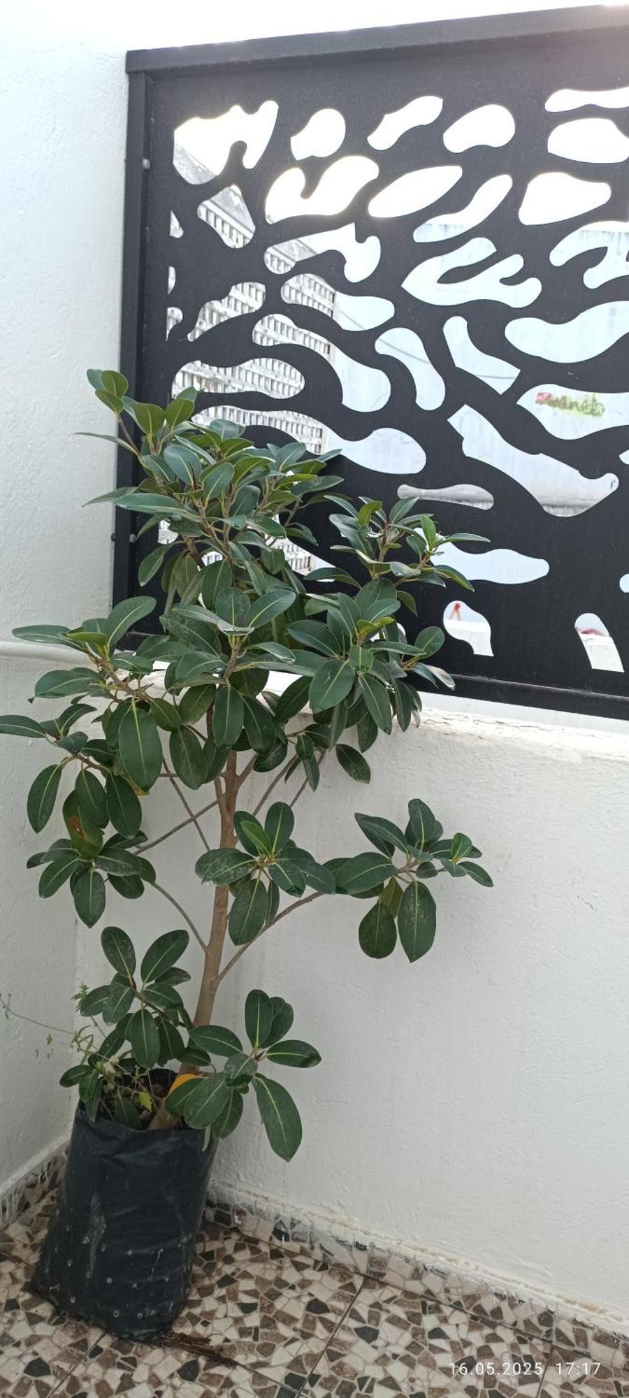 Residence Debbabi Sans Coupure D'Eau Munastır Oda fotoğraf
